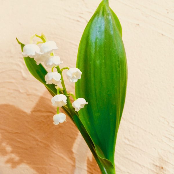 Jour de muguet